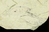 Miocene Fossil Leaf (Cinnamomum) - Augsburg, Germany #139463-2